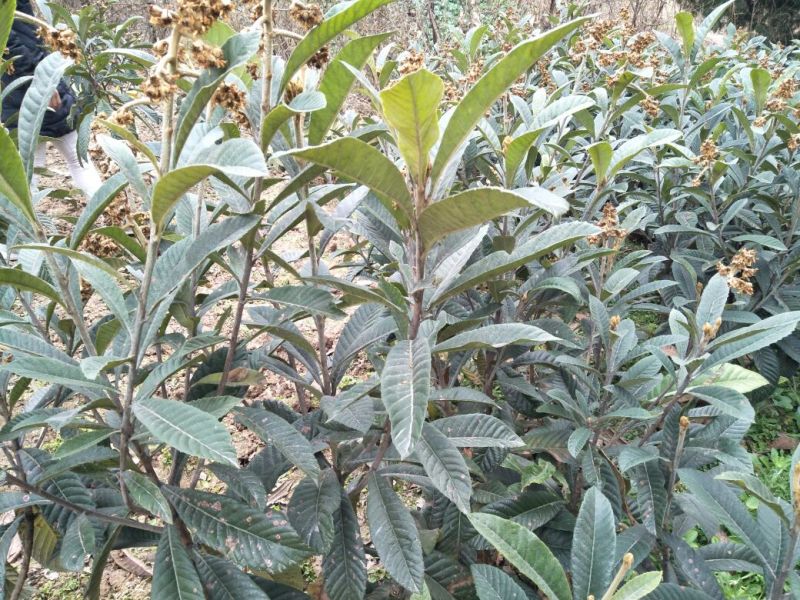 大五星枇杷苗清秀纯正无病害虫，苗优价美哦可以实地考察