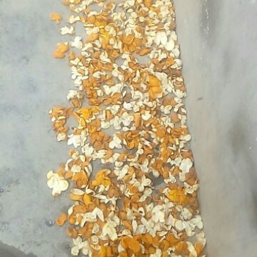 陈皮杂个