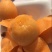 早钟6号枇杷0.8两以上
