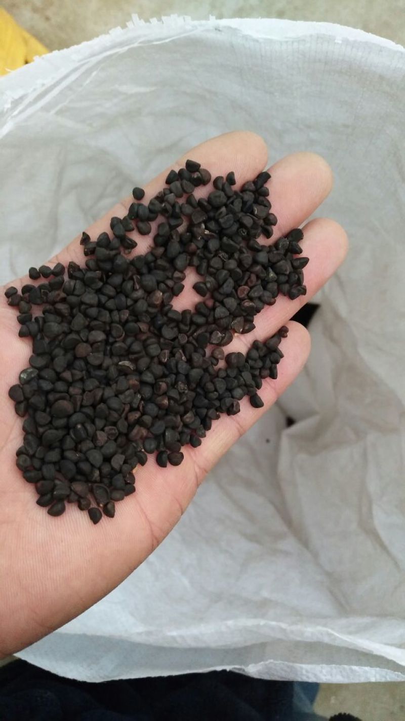 牵牛子