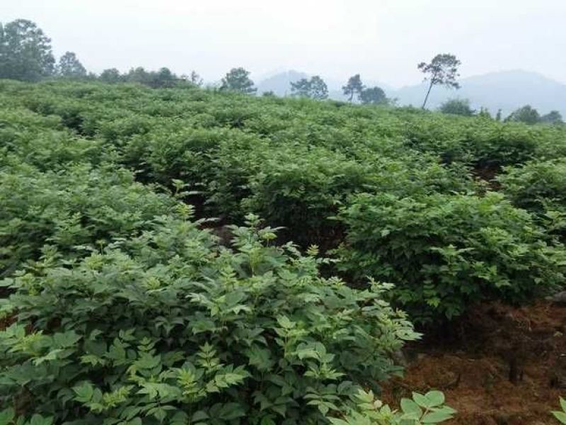 江西中花吴茱萸苗枝条吴茱萸种苗茶辣臭辣子漆辣子树衣子