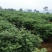 江西中花吴茱萸苗枝条吴茱萸种苗茶辣臭辣子漆辣子树衣子