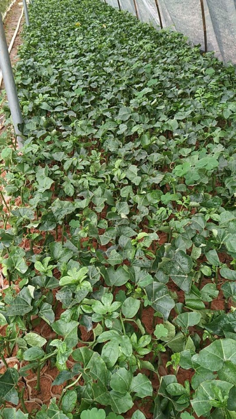 黄金百香果苗10~20cm