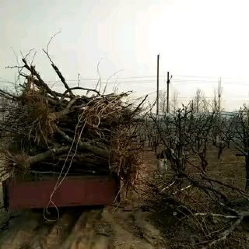 【山东滨州沾化冬枣苗】品质优良后期指导量大从优