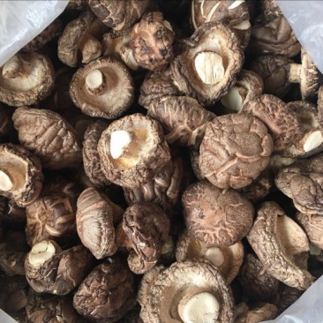茶花菇光面干香菇以质论价冬菇肉厚自产自销