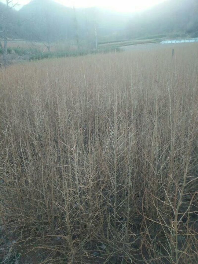 落叶松50~80cm大田，杯苗落叶松，量大从优
