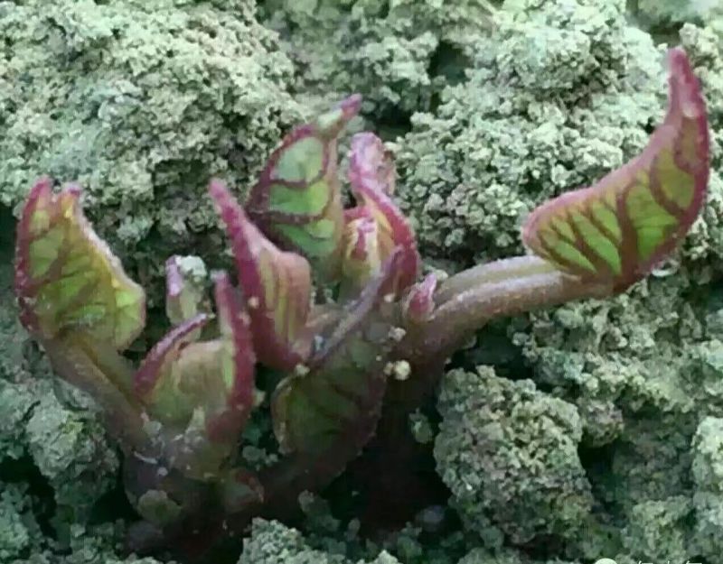 龙薯9号红薯苗烟薯红薯苗济薯25红薯苗商薯19红薯苗
