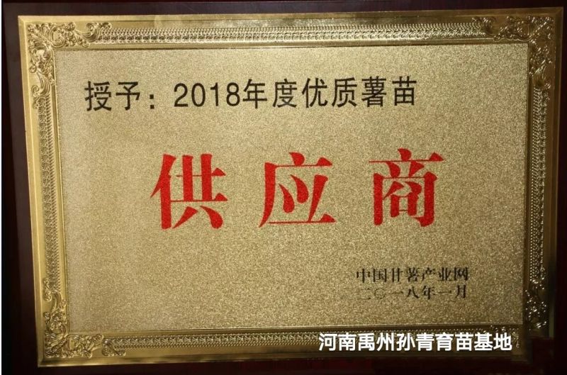 龙薯9号红薯苗烟薯红薯苗济薯25红薯苗商薯19红薯苗