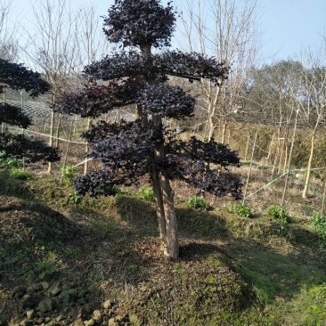 红花桎木桩15~20cm