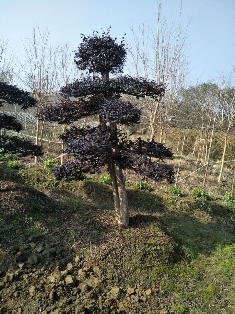 红花桎木桩15~20cm