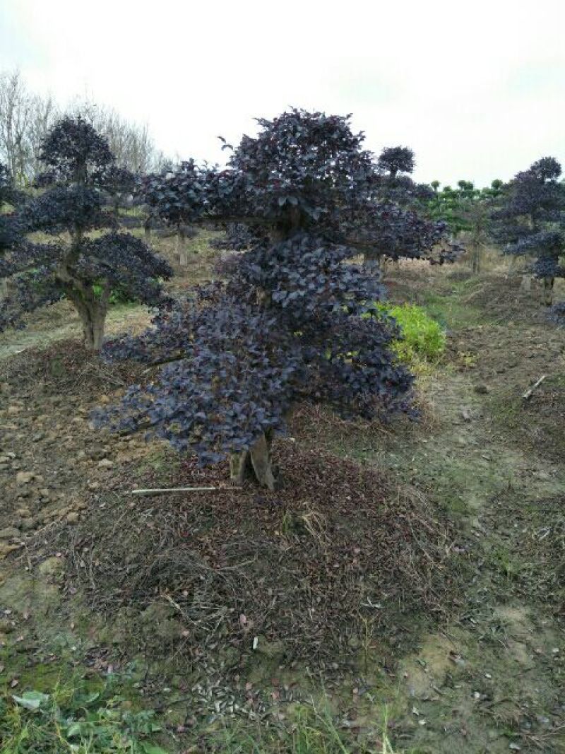 红花桎木桩15~20cm