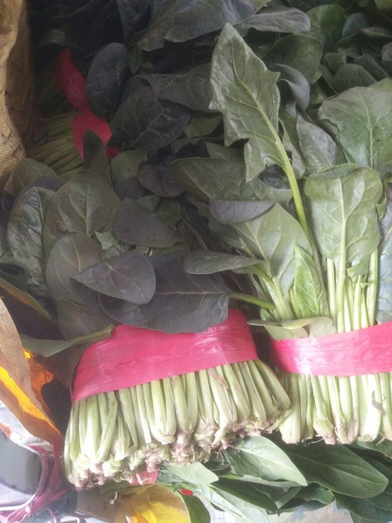 大叶菠菜30~35厘米