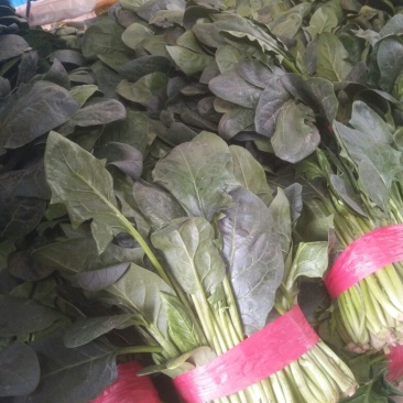 大叶菠菜30~35厘米