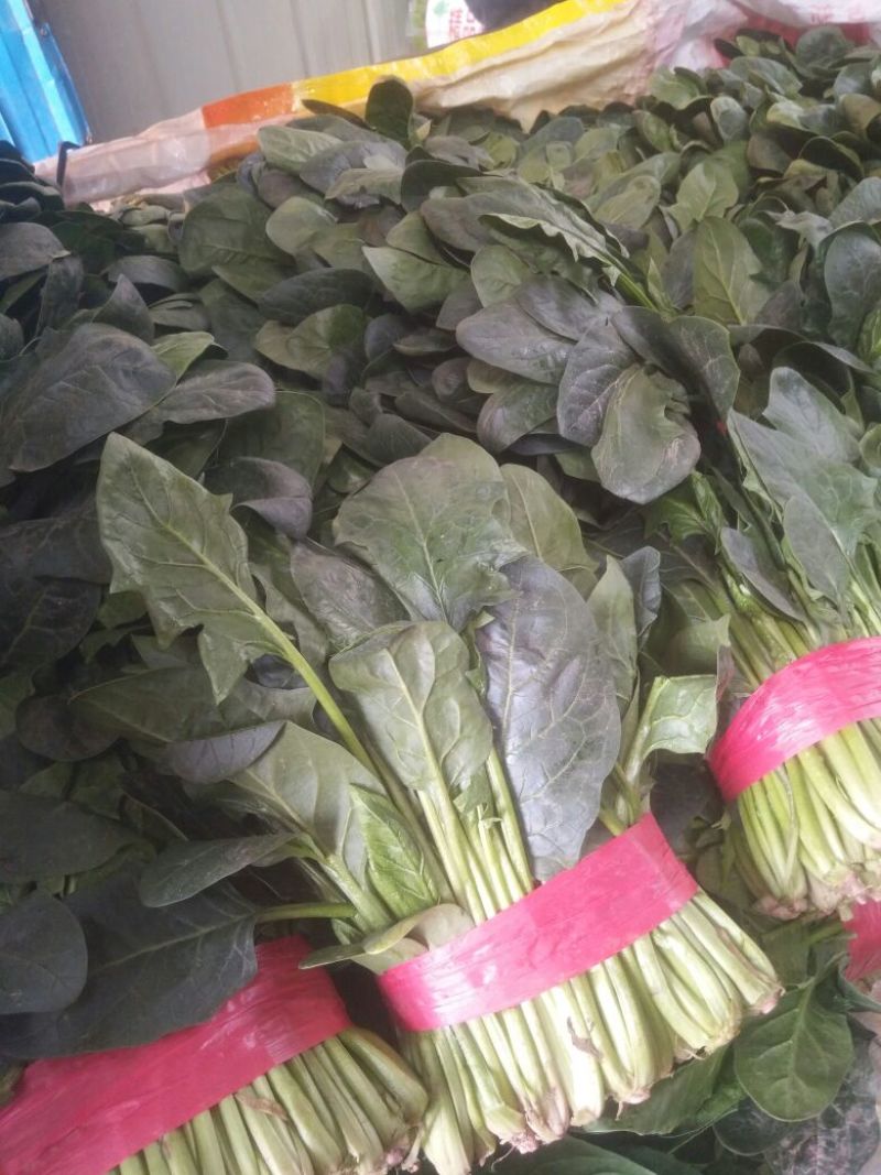 大叶菠菜30~35厘米