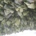 大叶菠菜30~35厘米