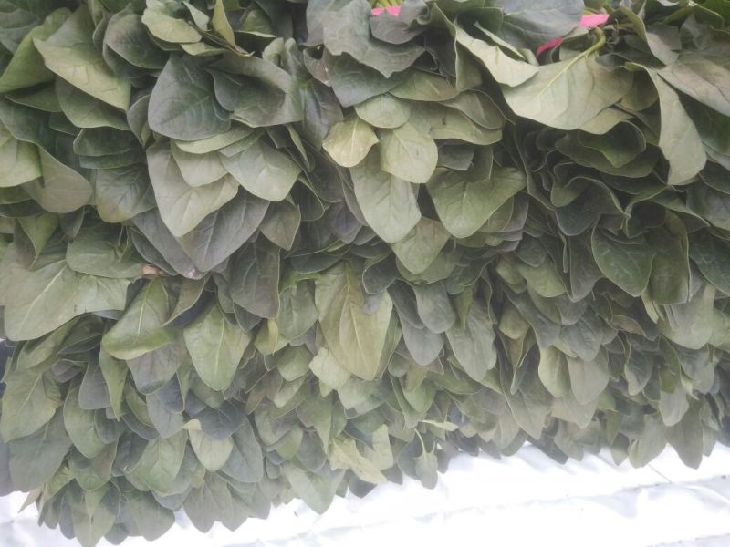 大叶菠菜30~35厘米