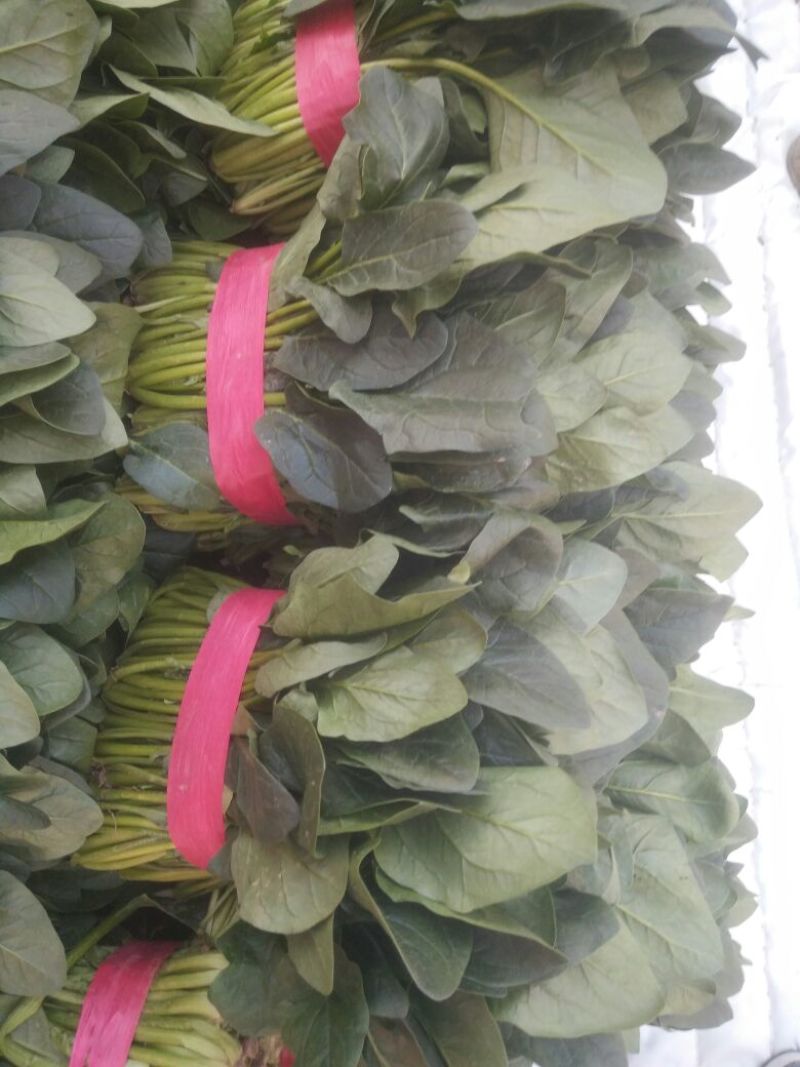 大叶菠菜30~35厘米