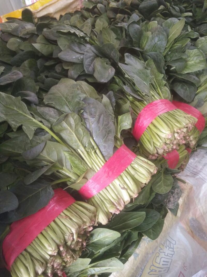 大叶菠菜30~35厘米