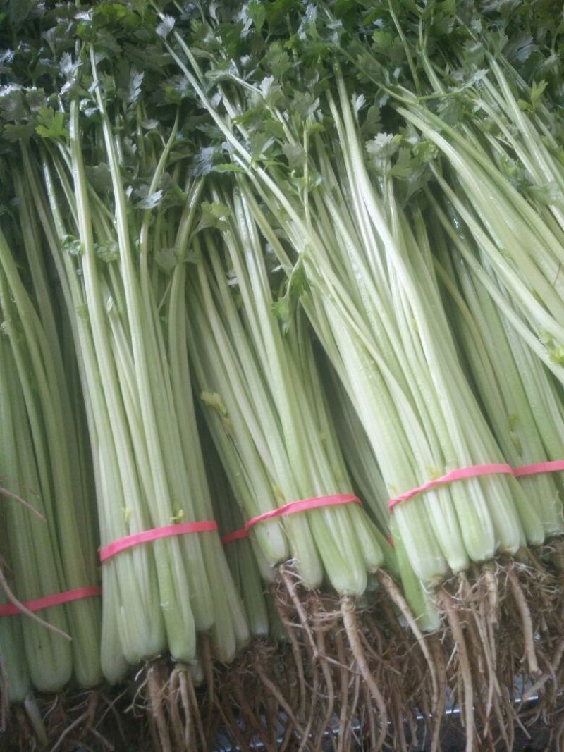 大叶菠菜30~35厘米