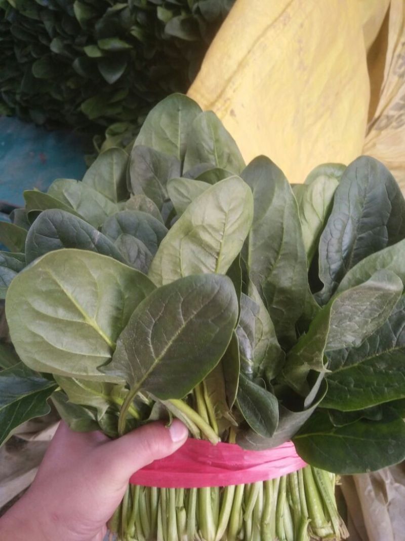大叶菠菜30~35厘米