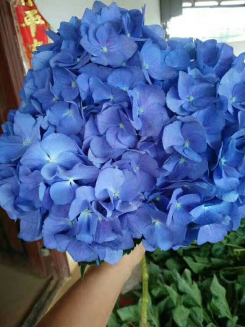 基地直销绣球花小苗，无纺布杯苗15~20cm