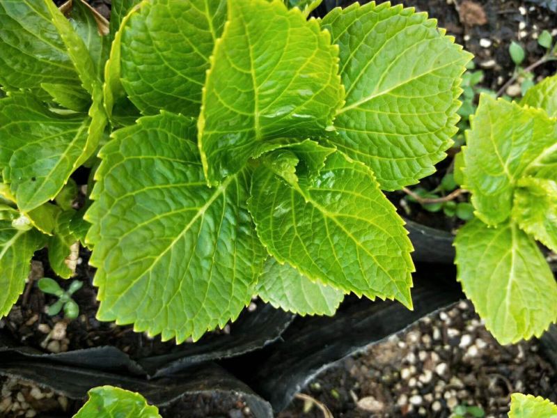 基地直销绣球花小苗，无纺布杯苗15~20cm