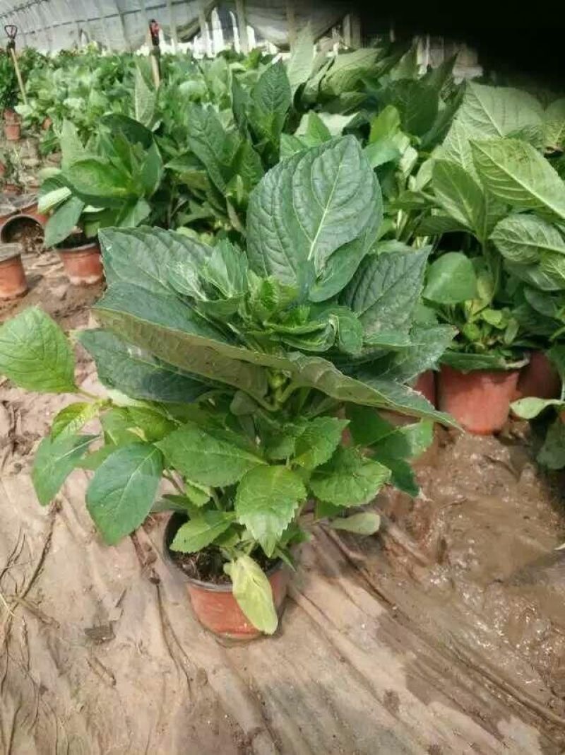 基地直销绣球花小苗，无纺布杯苗15~20cm