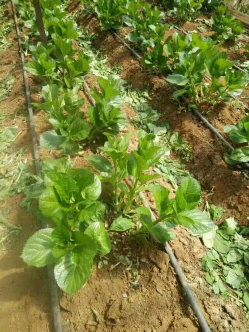基地直销绣球花小苗，无纺布杯苗15~20cm
