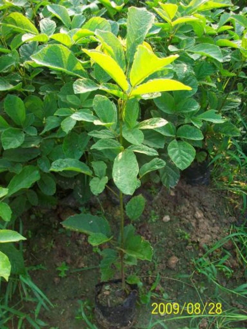 黄花风铃木基地直供3至5公分大