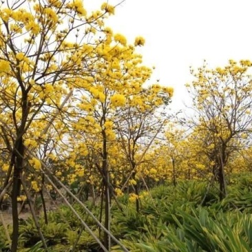 黄花风铃木基地直供3至5公分大