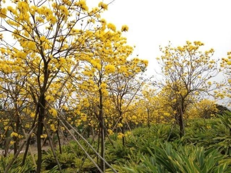 黄花风铃木基地直供3至5公分大