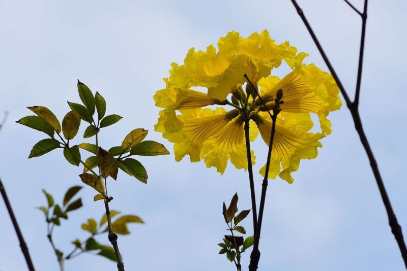 黄花风铃木基地直供3至5公分大