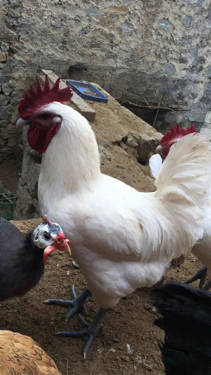 黑乌鸡苗，麻乌鸡苗，通货所有都打有疫苗