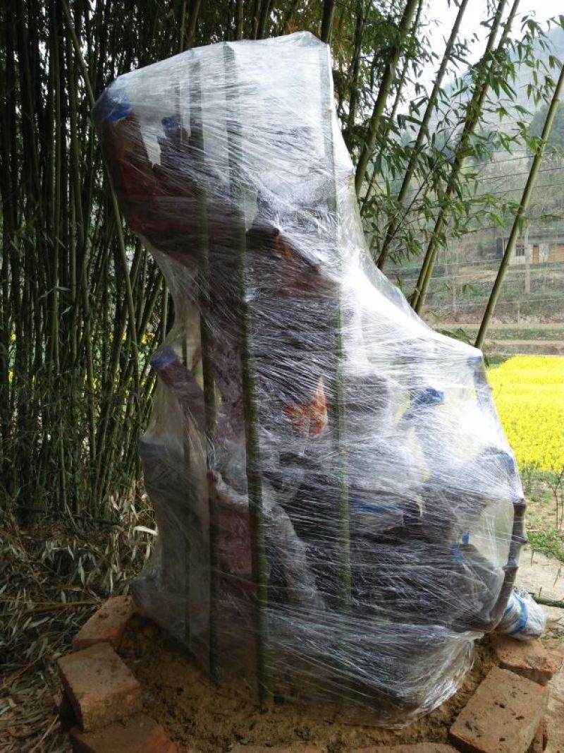 金弹子树桩