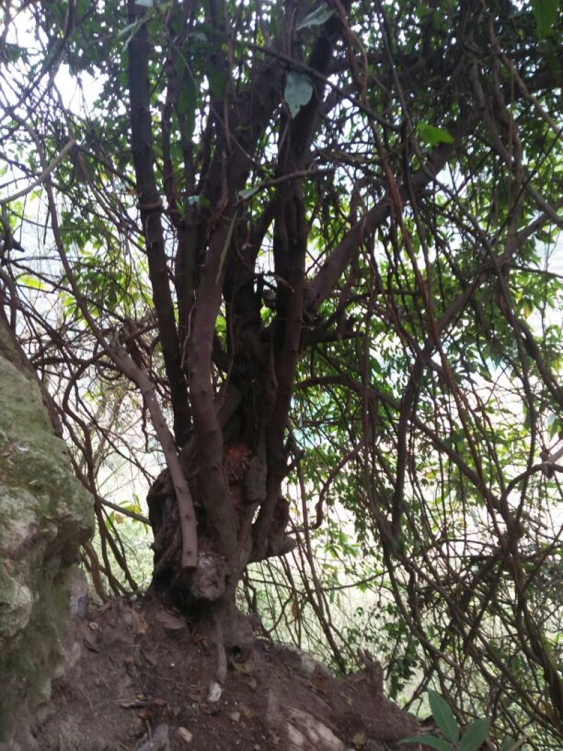 金弹子树桩