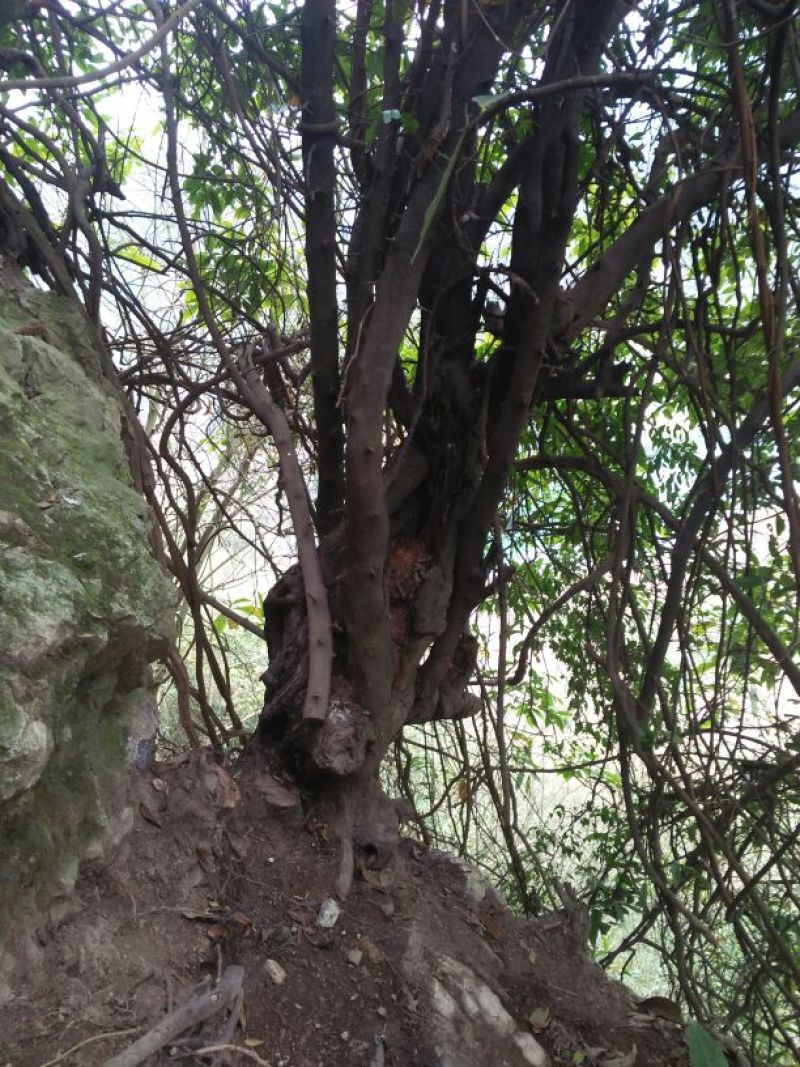 金弹子树桩