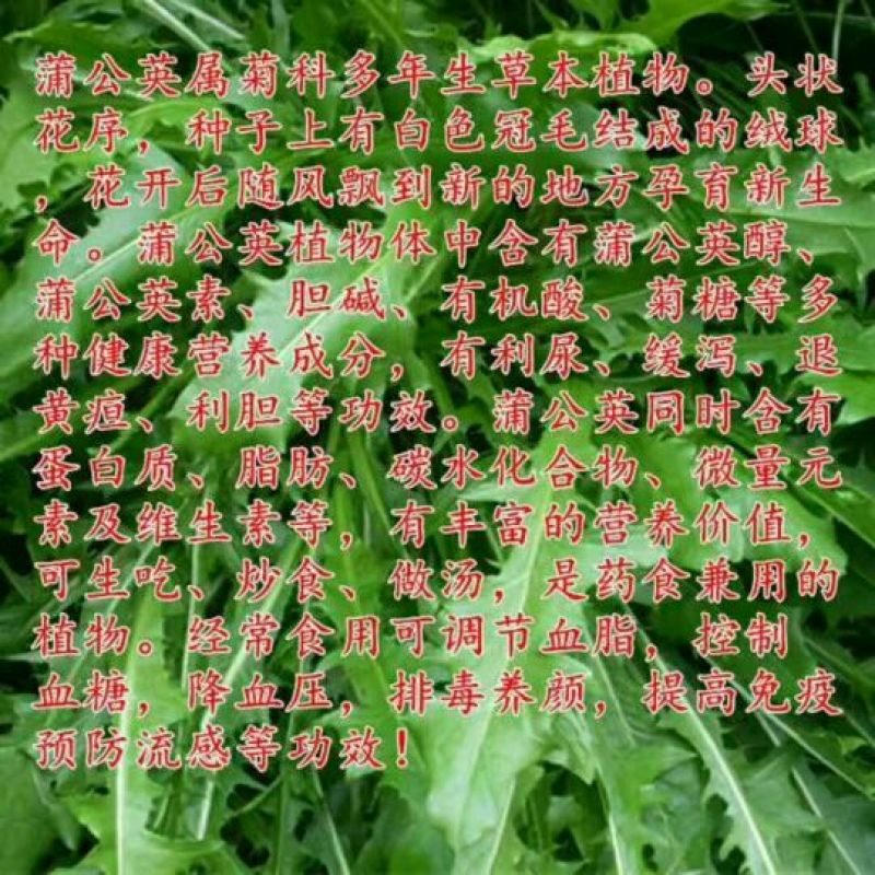 蒲公英种子95%以上