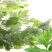 艾草