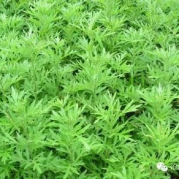 艾草