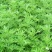艾草