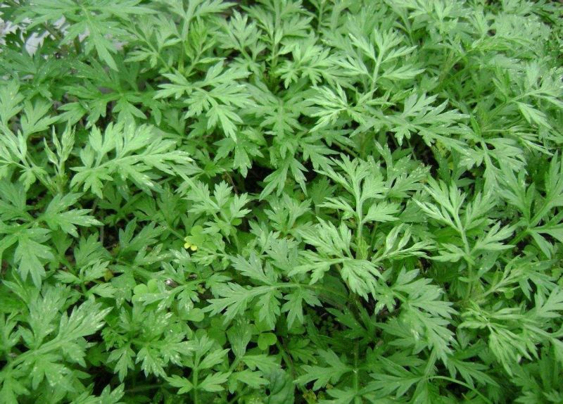 艾草