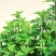 艾草
