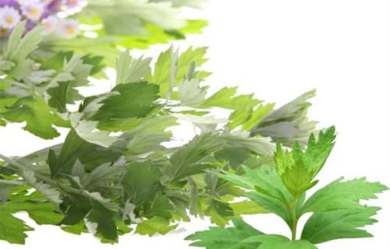 艾草