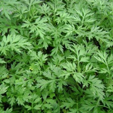艾草