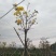 黄花风铃木基地直供3至5公分大