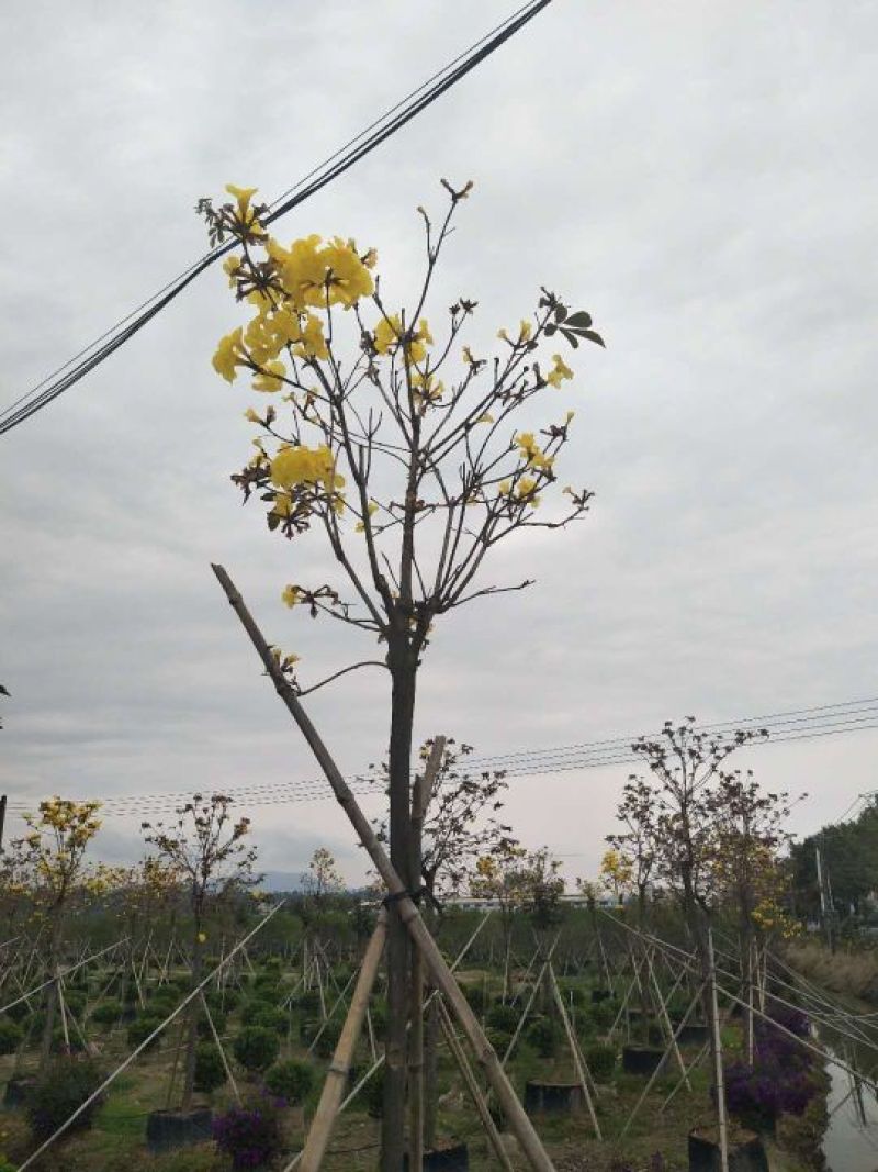 黄花风铃木基地直供3至5公分大