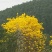 黄花风铃木基地直供3至5公分大