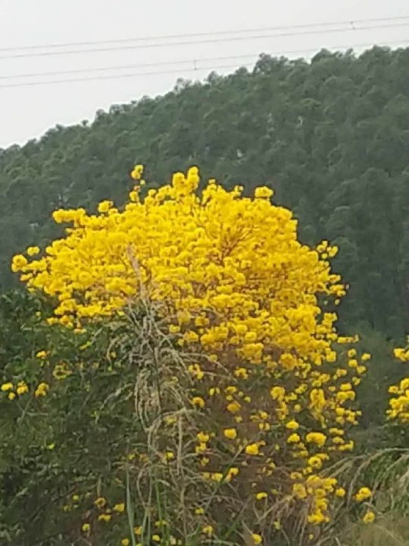 黄花风铃木基地直供3至5公分大