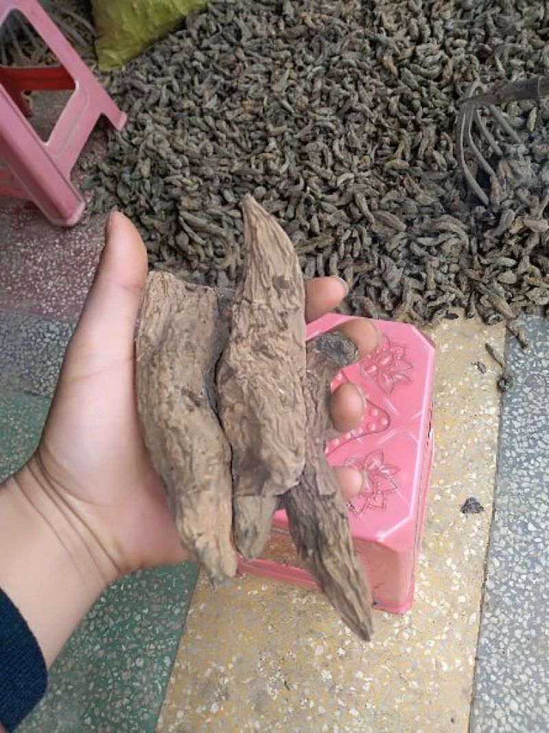 湖南短粗型玄参湖北长条玄参量大从优欢迎选购