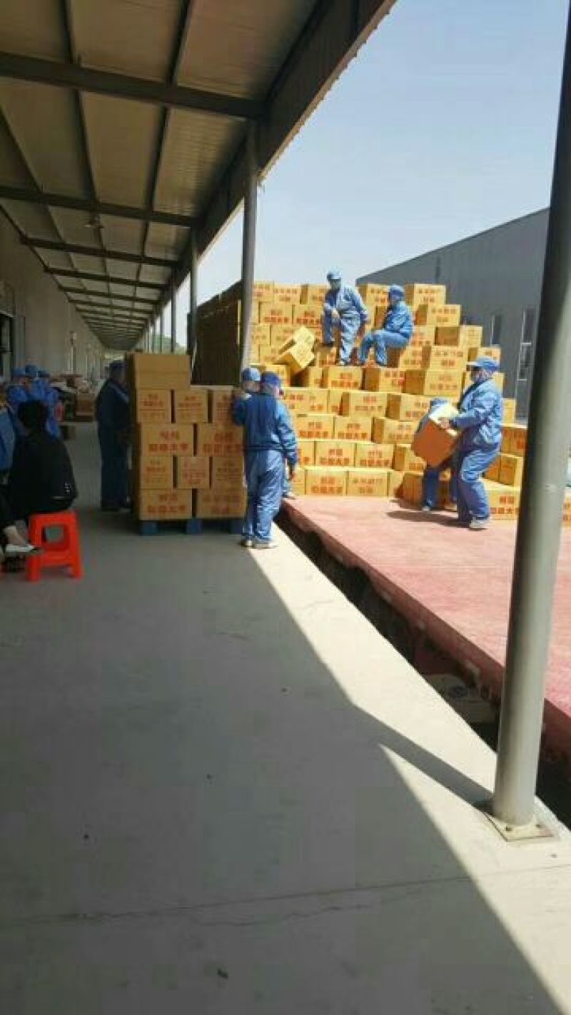 新疆红枣规格全价格低产地一手货量大从优
